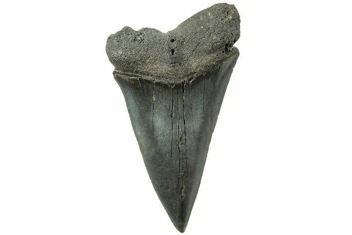 Fossil Broad-Toothed Mako Tooth - South Carolina #214496